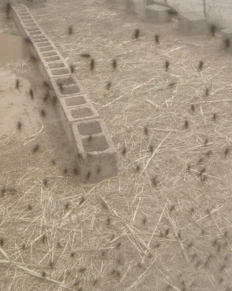 蚂蚱