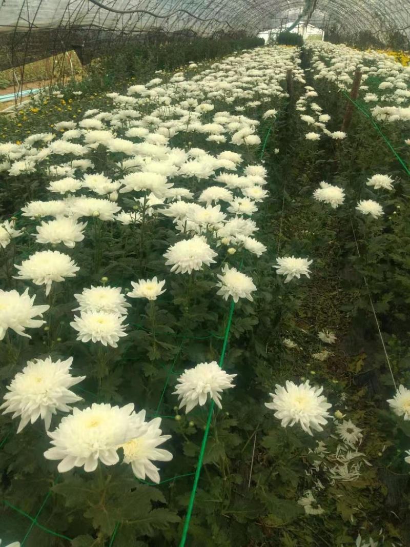 黄菊花，白菊花鲜切花出售各位需要的老板注意了。