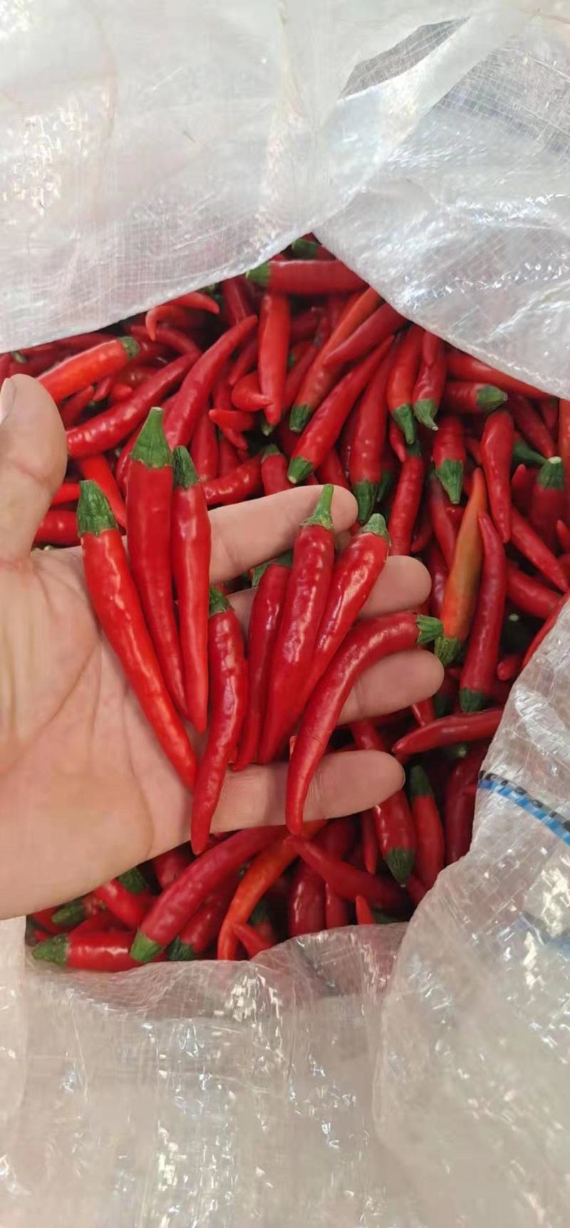 小米辣朝天椒5～7高辣红天宇816大量供应！