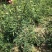 嫁接无刺花椒苗包邮稳产高产山西运城基地直销
