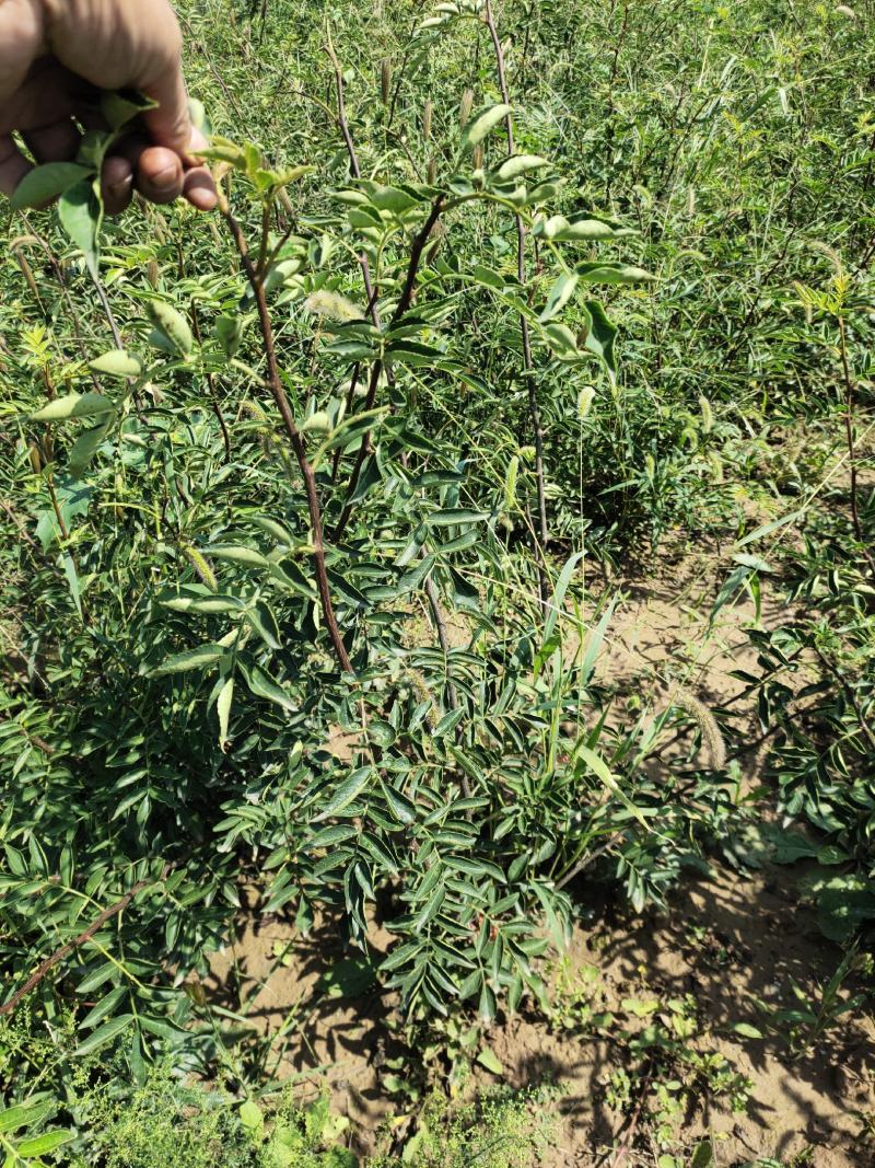 嫁接无刺花椒苗包邮稳产高产山西运城基地直销