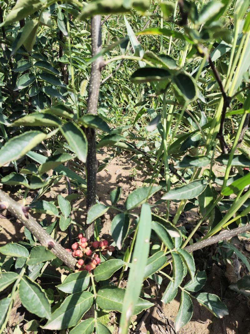 嫁接无刺花椒苗包邮稳产高产山西运城基地直销