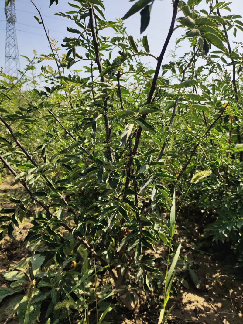 嫁接无刺花椒苗包邮稳产高产山西运城基地直销