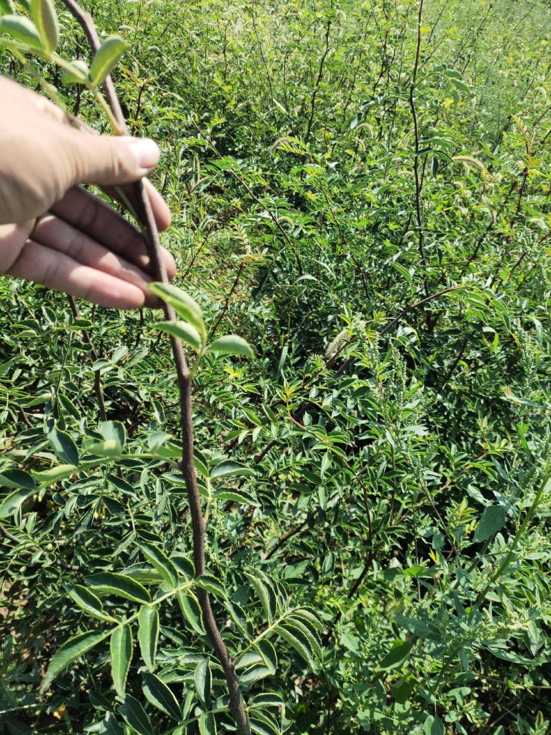 嫁接无刺花椒苗包邮稳产高产山西运城基地直销
