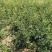 嫁接无刺花椒苗包邮稳产高产山西运城基地直销