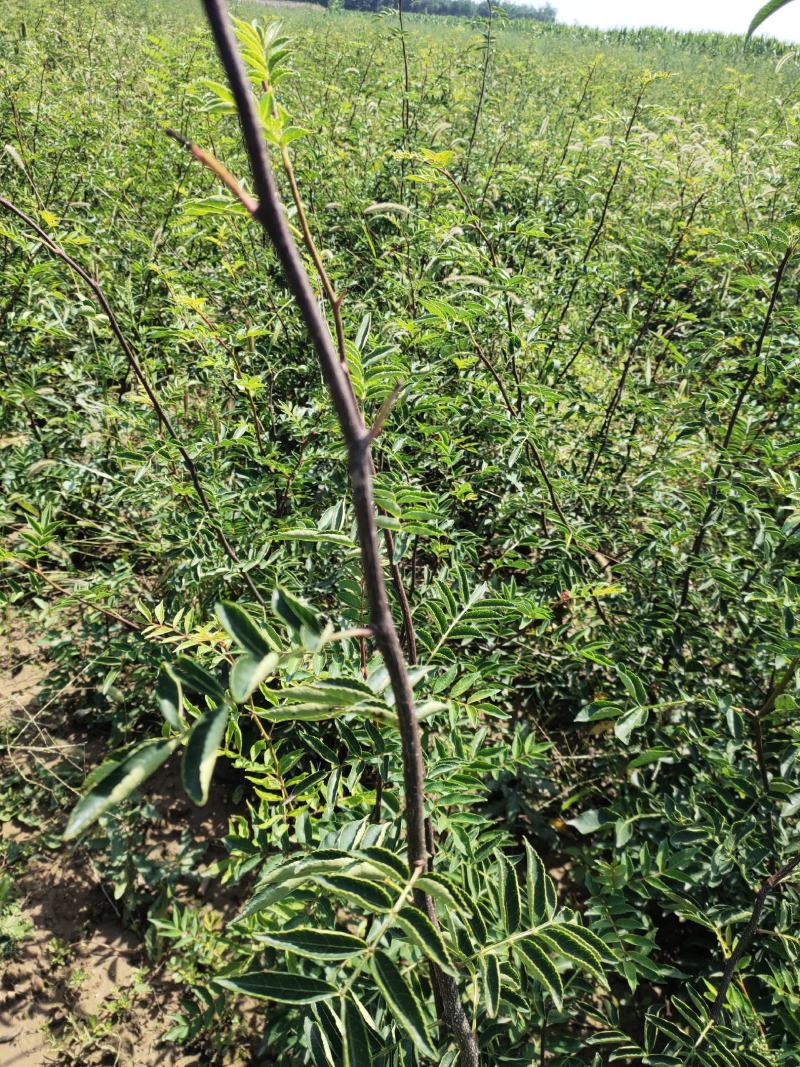 嫁接无刺花椒苗包邮稳产高产山西运城基地直销