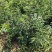 嫁接无刺花椒苗包邮稳产高产山西运城基地直销