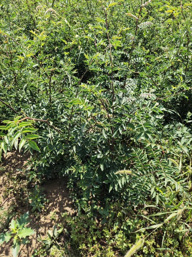 嫁接无刺花椒苗包邮稳产高产山西运城基地直销