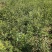 嫁接无刺花椒苗包邮稳产高产山西运城基地直销