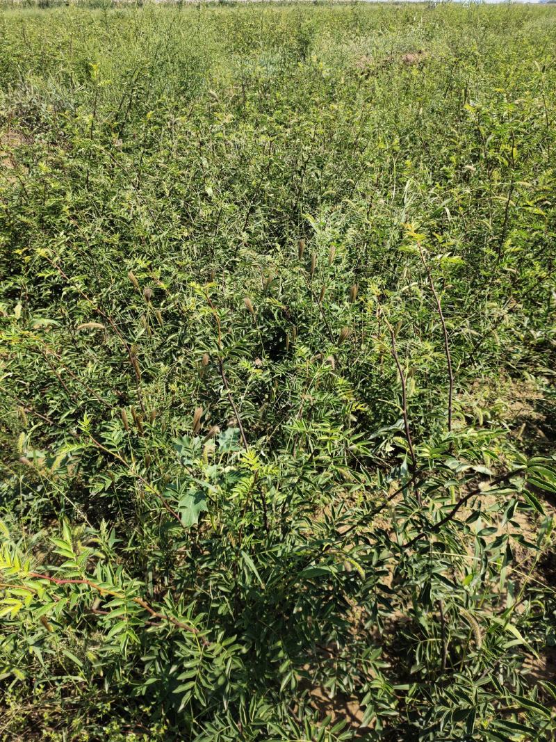 嫁接无刺花椒苗包邮稳产高产山西运城基地直销