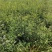 嫁接无刺花椒苗包邮稳产高产山西运城基地直销