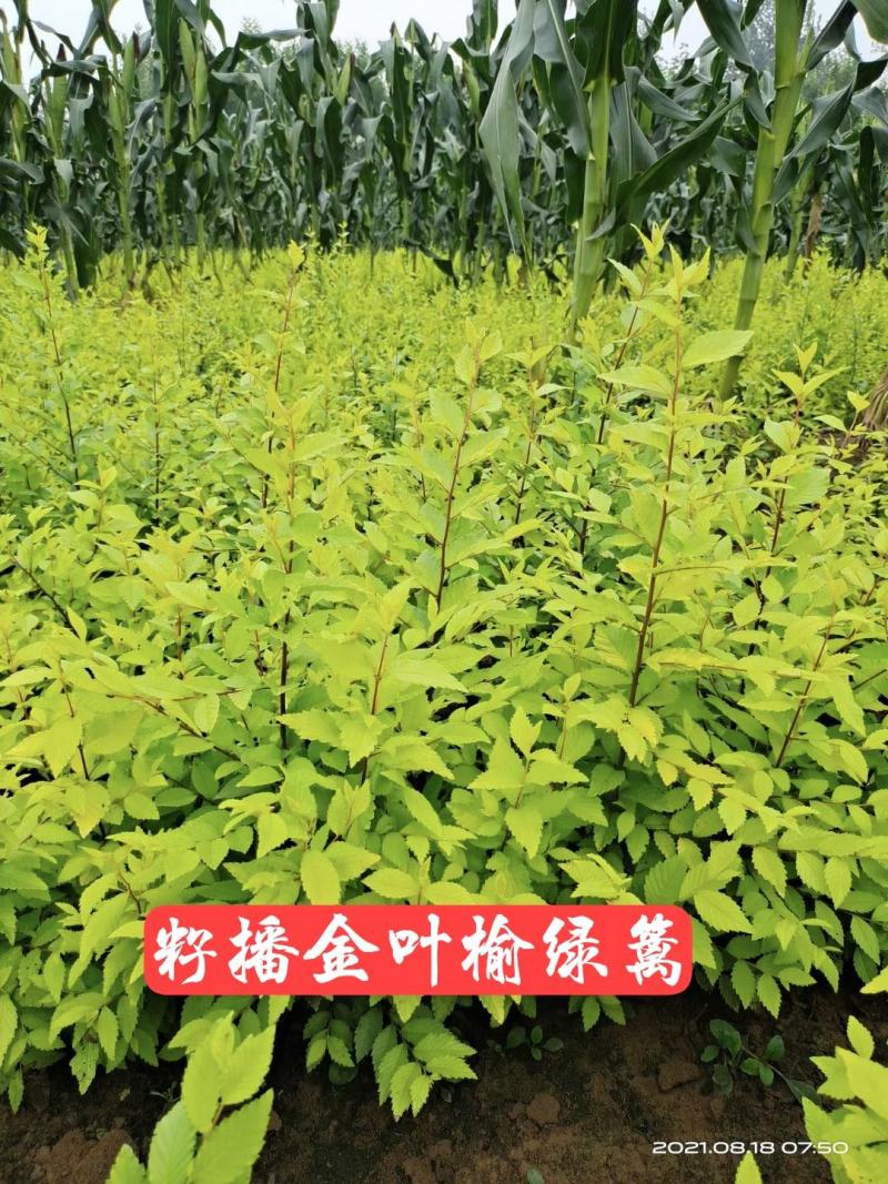 金叶榆小苗，金叶榆绿篱，裸根金叶榆小苗，河北金叶榆小苗