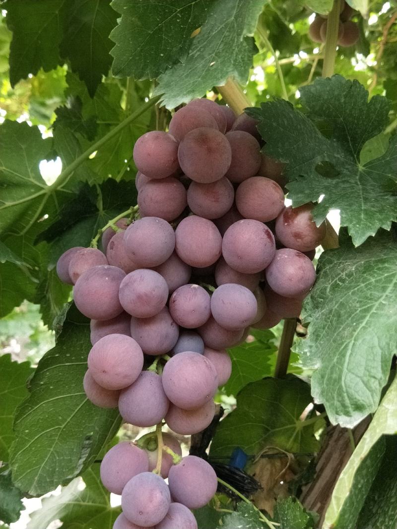 库存红提