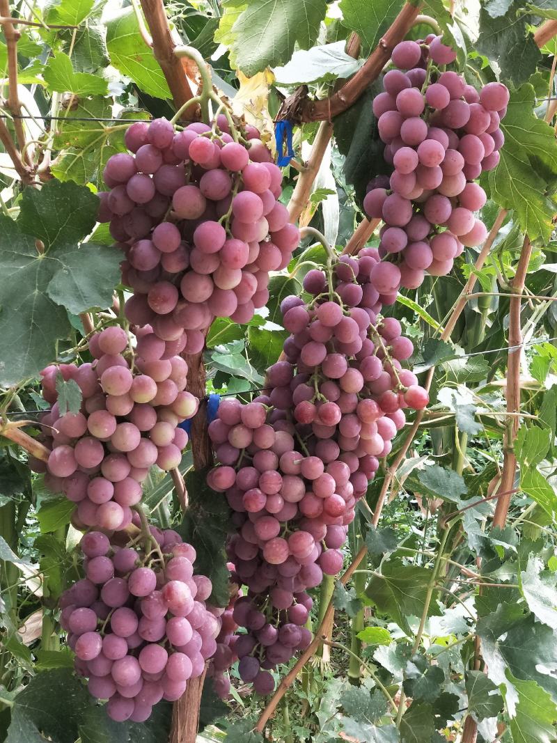 库存红提