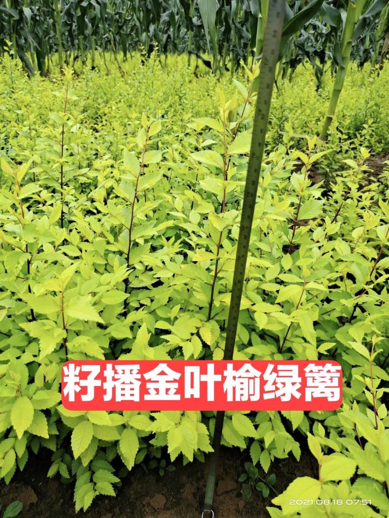 金叶榆小苗，金叶榆绿篱，裸根金叶榆小苗，河北金叶榆小苗