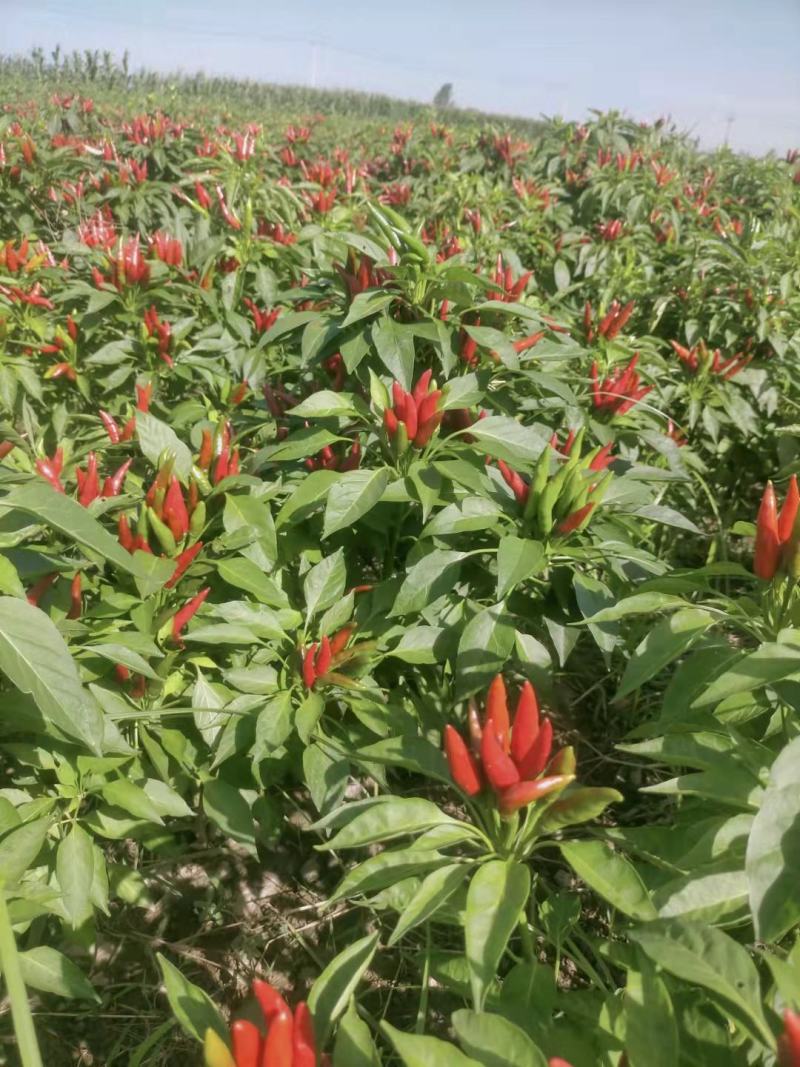 小米辣朝天椒5～7高辣红天宇816大量供应！
