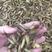 白芨种子紫花三叉大白芨种子，提供相关的种植技术，当年新种