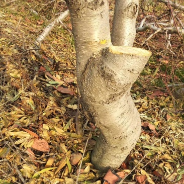 大量供应占地桃树，各种规格，随时出货