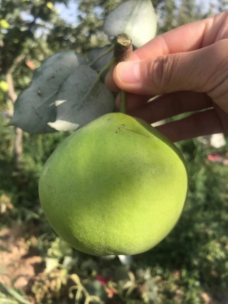 自家种植早酥梨，果面光洁，水润多汁量大从优欢迎选购！