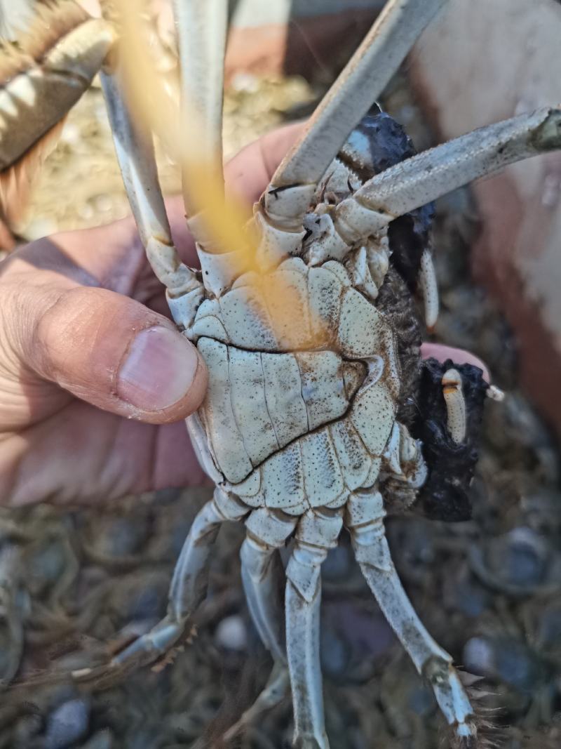盘锦河蟹稻田蟹产地直销一手货源。量大无忧，一件代发