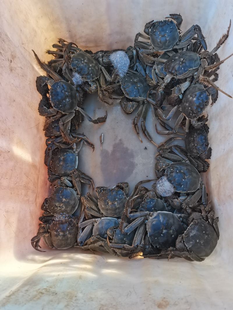 盘锦河蟹稻田蟹产地直销一手货源。量大无忧，一件代发