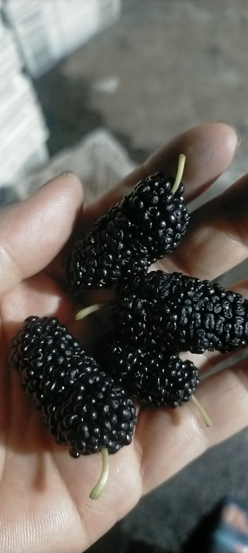 【热销】新鲜桑葚，个头均匀质量保证，可食用药用全国批发