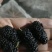 【热销】新鲜桑葚，个头均匀质量保证，可食用药用全国批发