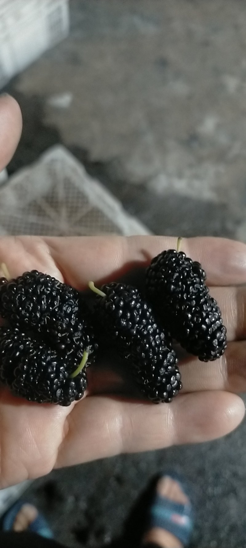 【热销】新鲜桑葚，个头均匀质量保证，可食用药用全国批发