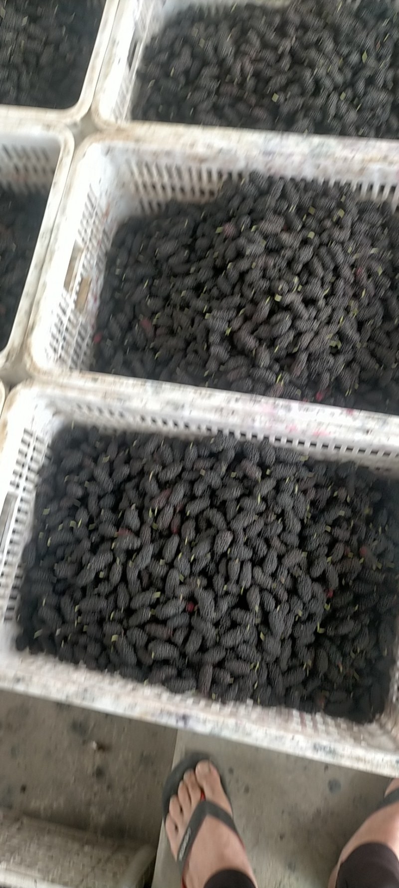 【热销】新鲜桑葚，个头均匀质量保证，可食用药用全国批发