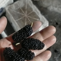 【热销】新鲜桑葚，个头均匀质量保证，可食用药用全国批发