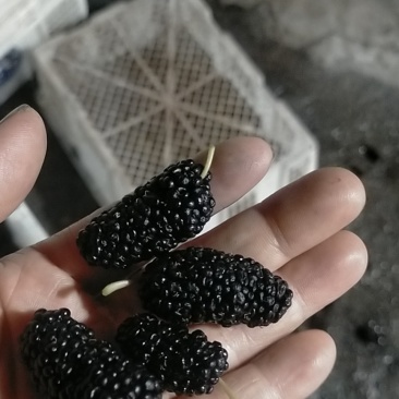 【热销】新鲜桑葚，个头均匀质量保证，可食用药用全国批发