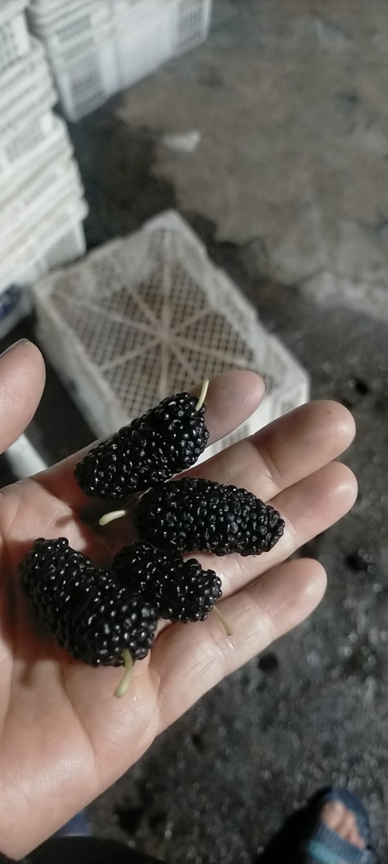 【热销】新鲜桑葚，个头均匀质量保证，可食用药用全国批发