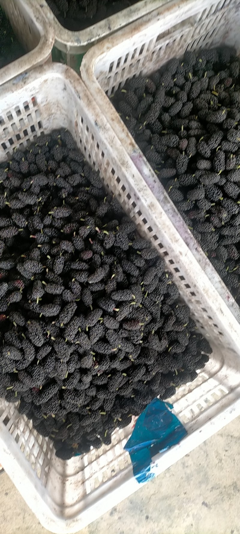【热销】新鲜桑葚，个头均匀质量保证，可食用药用全国批发