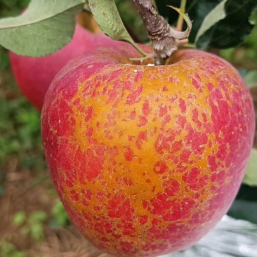 鸡心果树苗