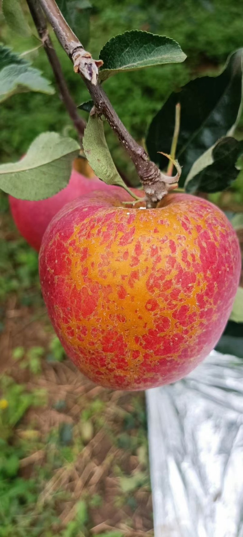 鸡心果树苗