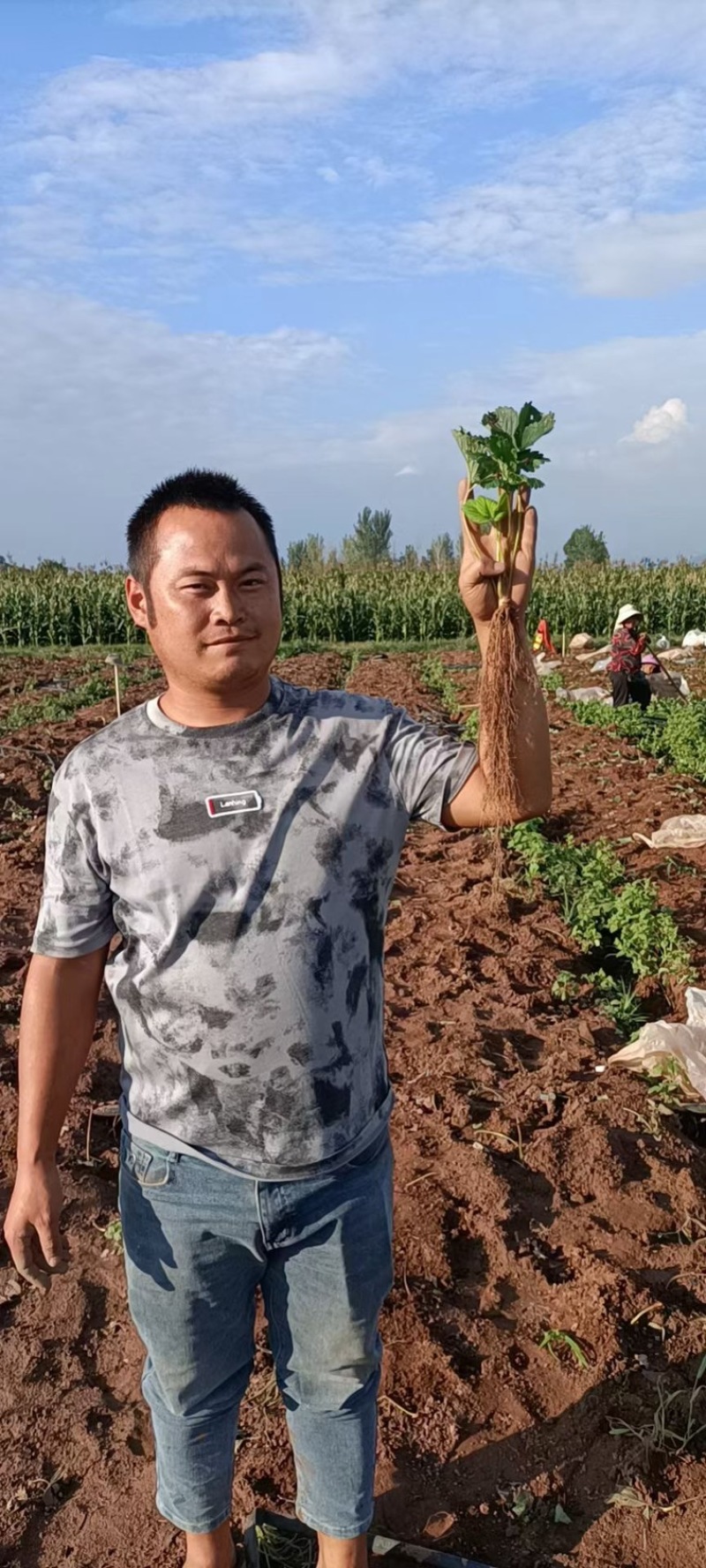 (脱毒优质草莓苗)红颜,妙香，甜宝，章姬，顺丰加冰包邮