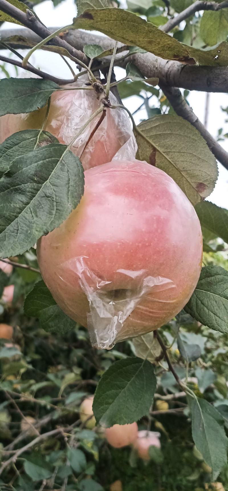 11膜袋富士高下捡口感脆甜