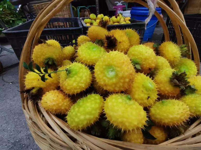 冕宁县原生态刺梨，自然成熟，味道独特，物美价廉