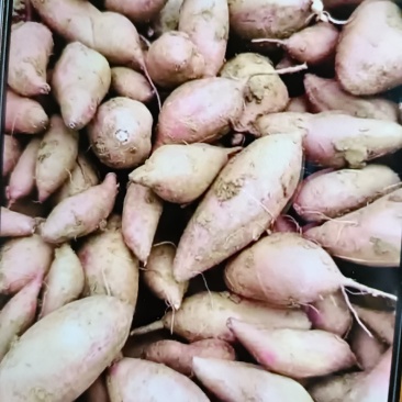 襄州区精品龙九！每天大量走货中！电商市场营销模式！