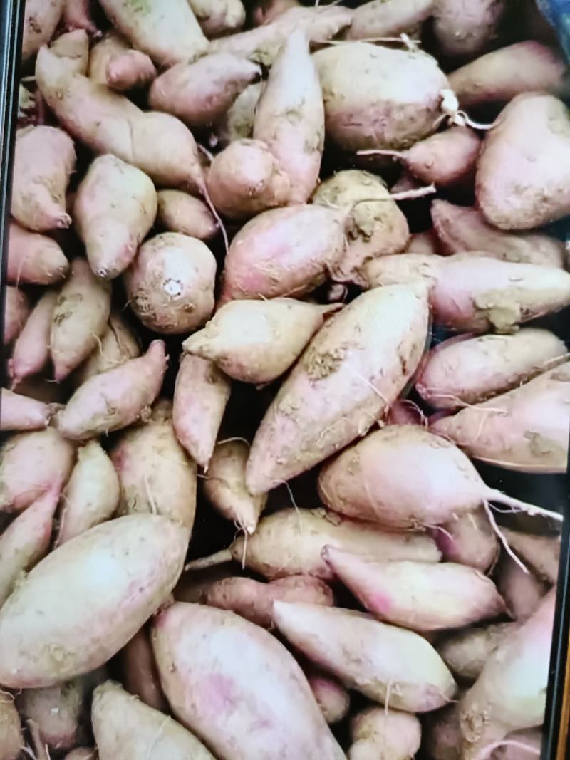 襄州区精品龙九！每天大量走货中！电商市场营销模式！