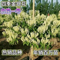 四季金银花苗懒汉花（10天花期不开花）品种保真包技术