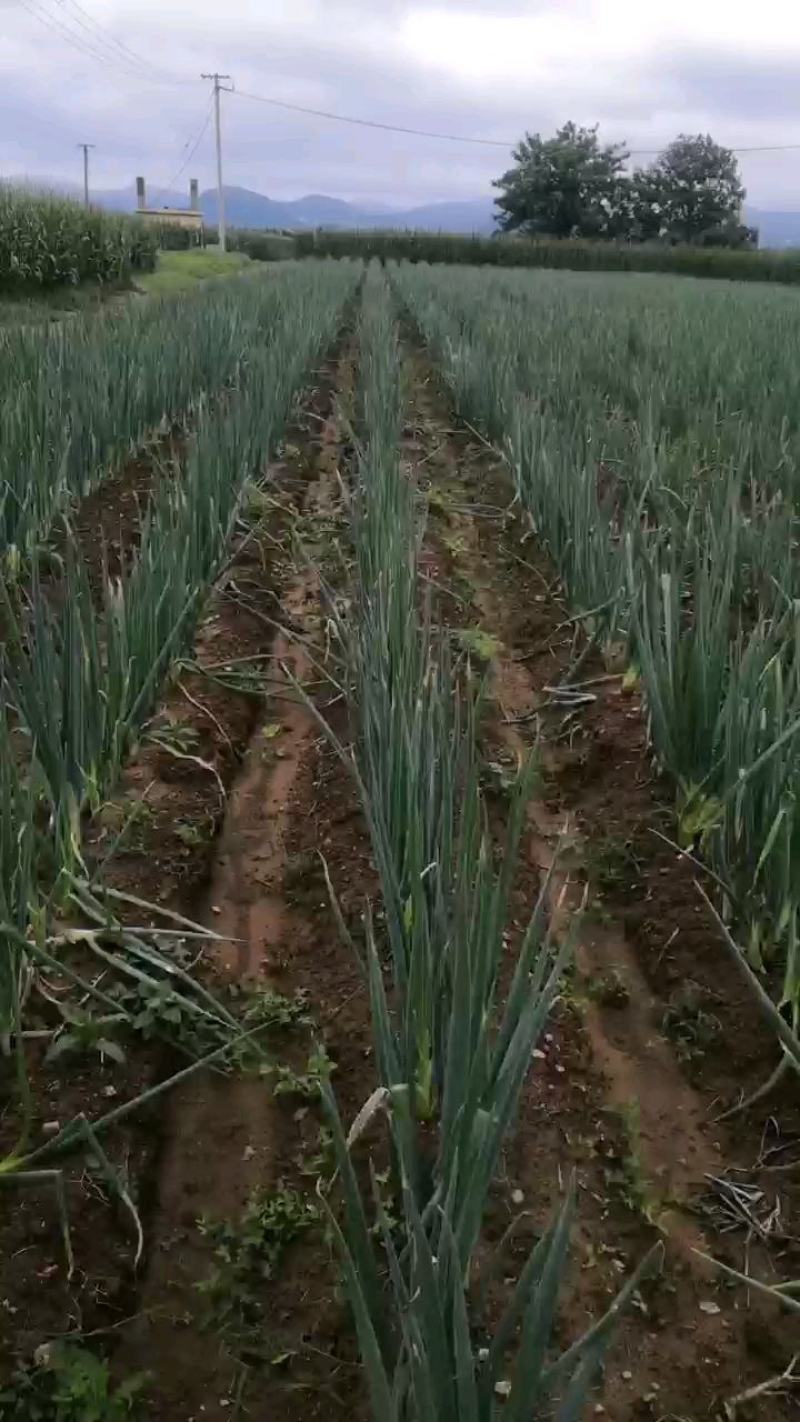 大葱