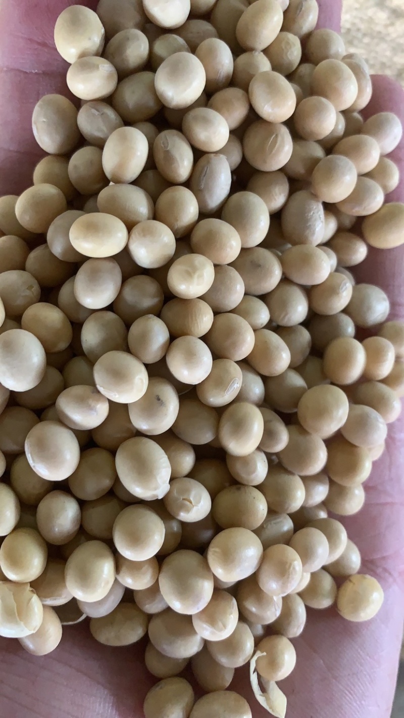 黄豆非转基因加豆精选品质价格低全国发货