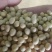 黄豆非转基因加豆精选品质价格低全国发货