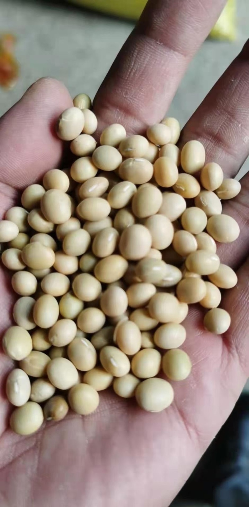 黄豆非转基因加豆精选品质价格低全国发货