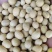 黄豆非转基因加豆精选品质价格低全国发货
