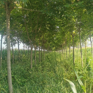 出售15～25公分栾树精品各种规格栾树低于市场价处理
