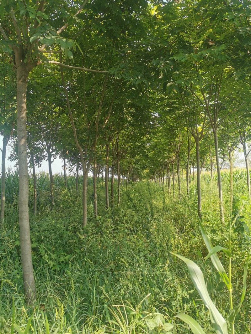 出售15～25公分栾树精品各种规格栾树低于市场价处理