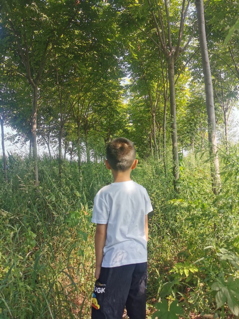 出售15～25公分栾树精品各种规格栾树低于市场价处理