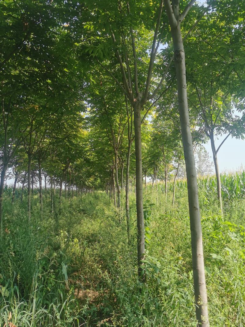 出售15～25公分栾树精品各种规格栾树低于市场价处理